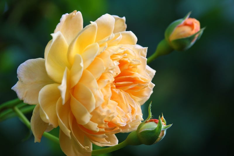 Cottage Garden